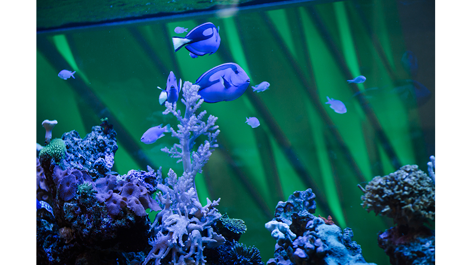 大廳的溫排水珊瑚水族箱中，魚兒悠然穿梭在珊瑚之間。